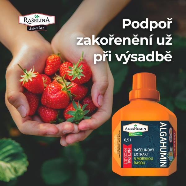 kampa 2025 ALGAHUMIN