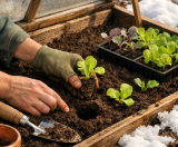 Jak správně nachystat pařeniště pro jarní pěstování