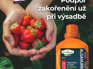 kampa 2025 ALGAHUMIN